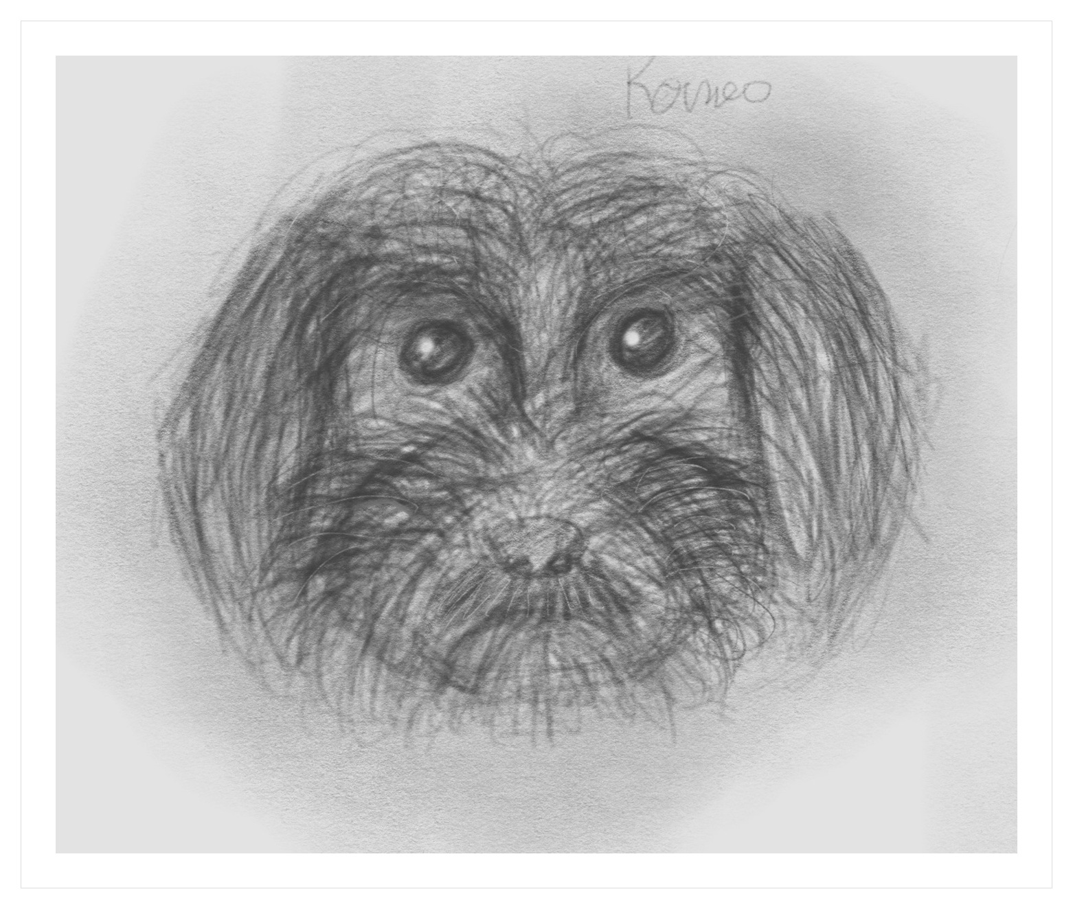 Pencil portrait of a small pet's face, labeled Romeo